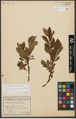 Foto von Salix waldsteiniana Willd.